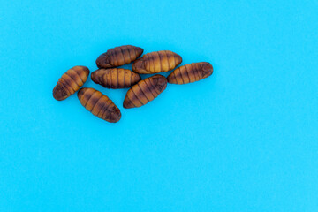 Silkworm chrysalises on blue background