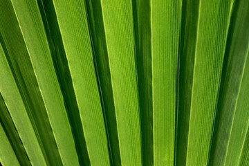 Natural palm green leaves texture and background, wallpaper and backdrop in a selecrtive focus