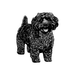 Havapoo mix dog breed hand drawing vector illustration isolated on background.