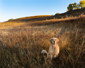 dog on the meadow