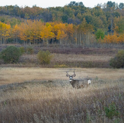 buck mule deer in a field