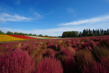 美しい美瑛の四季彩の丘