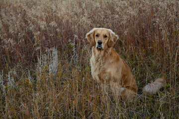 golden retriever in the grass