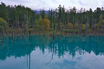 Obraz premium 神秘的な佇まいの美瑛の青い池