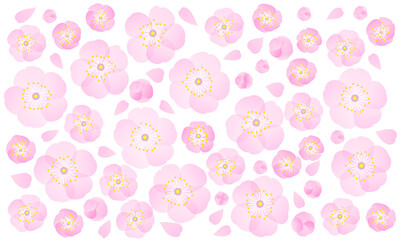 ピンクの花びら　桜の花　背景透明