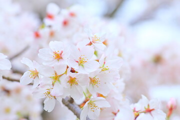 Fototapeta na wymiar Sakura, ST.AU.150 MIN.V.UNC.NR AD, Blossom