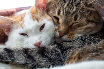 Naklejka na ściany i meble Two cute cats sleep hugging
