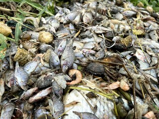 Group dead shell and dry fish on the ground