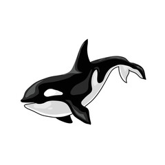 orca killer whale vector © krustovin