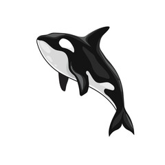 orca killer whale vector © krustovin