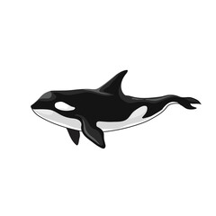 orca killer whale vector