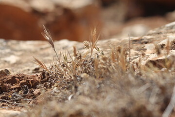 Fresh green grass background in sunny summer day in park
