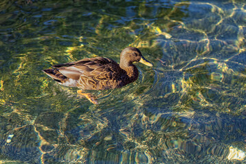 Tan and Brown Mallard Duck in Shallow Ocean Water.