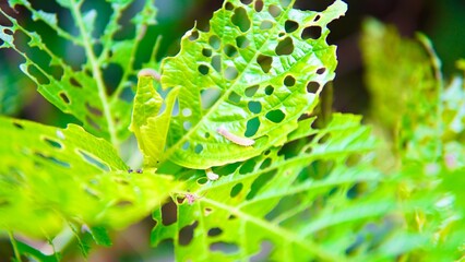 虫に食べられた葉っぱ