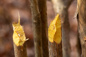 Fresh beaver tooth marks at Goodwin State Forest in Connecticut.