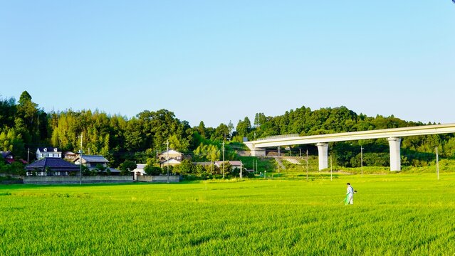 日本の夏の田園風景