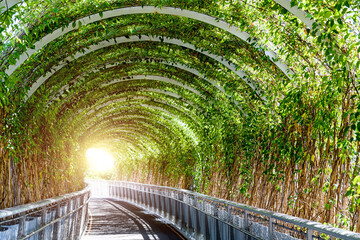 Garden tunnel full of green plants