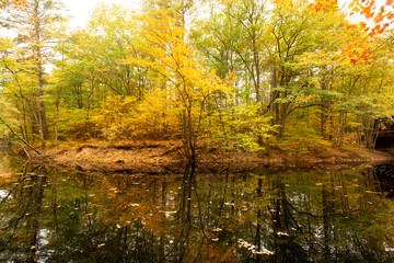 Reflections of the autumn woods in the Blackwater River.
