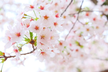 Fototapeta na wymiar White, Blossom, Beautiful
