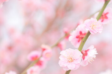 Naklejka na ściany i meble Pink, Cherry blossom, Floral