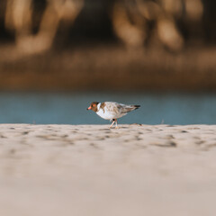 Hooded Plover bird standing on the sand at a lake.