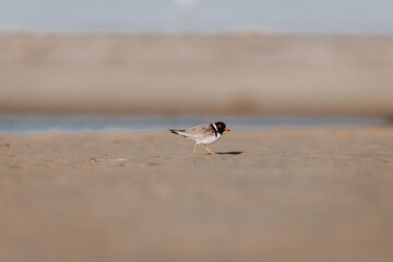 Hooded Plover bird standing on the sand at a lake.