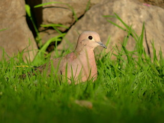 Resting with sunshine