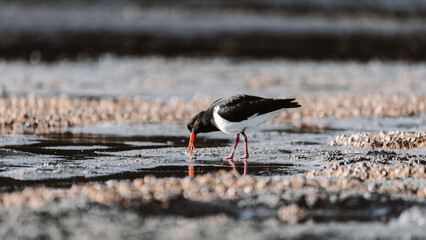 Pied Oystercatcher bird looking for crabs at a lake