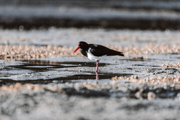 Pied Oystercatcher bird looking for crabs at a lake