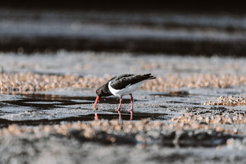 Pied Oystercatcher bird looking for crabs at a lake