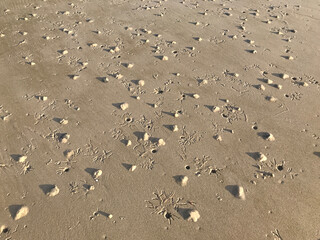 Artistic motifs created by aquatic animals on Hua Hin beach in Thailand.