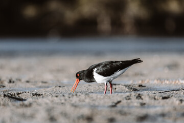 Pied Oystercatcher bird looking for crabs at a lake