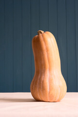 Fresh Butternut Squash. Raw orange organic butternut squash ready to bake. bottle shaped butternut...