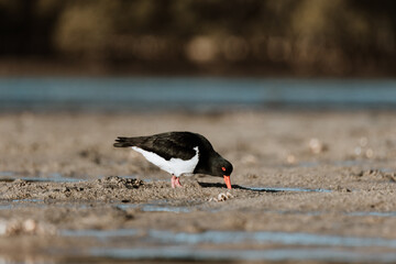 Pied Oystercatcher bird looking for crabs at a lake