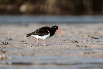 Pied Oystercatcher bird looking for crabs at a lake