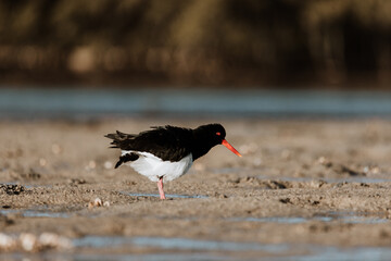 Pied Oystercatcher bird looking for crabs at a lake