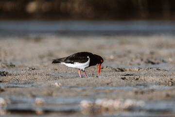 Pied Oystercatcher bird looking for crabs at a lake
