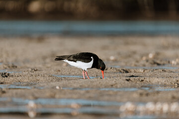 Pied Oystercatcher bird looking for crabs at a lake