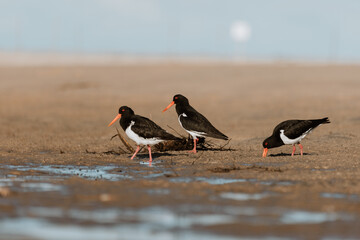 Pied Oystercatcher bird looking for crabs at a lake
