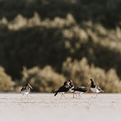 Pied Oystercatcher bird looking for crabs at a lake