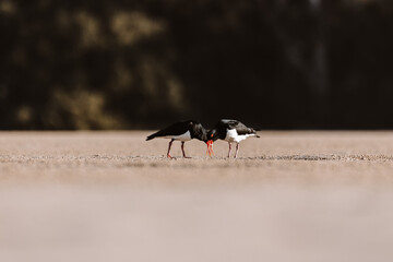 Pied Oystercatcher bird looking for crabs at a lake