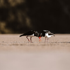 Pied Oystercatcher bird looking for crabs at a lake
