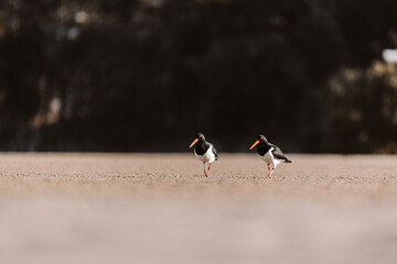 Pied Oystercatcher bird looking for crabs at a lake