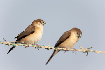 Indian Silverbills perched on barbed wire