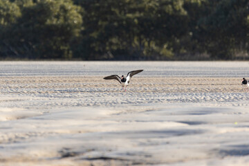 Australian Pied Oystercatcher flying by a lake