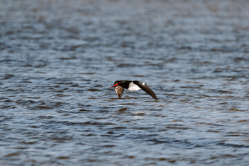 Australian Pied Oystercatcher flying by a lake