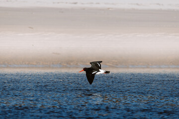 Australian Pied Oystercatcher flying by a lake