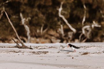 Australian Pied Oystercatcher flying by a lake