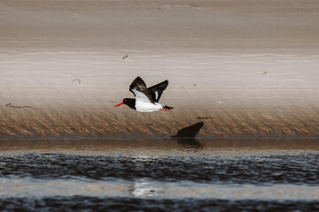 Australian Pied Oystercatcher flying by a lake