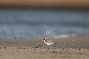 Red-capped Plover bird on the foreshore of a lake
